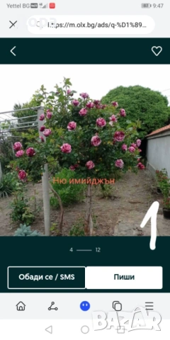 Щамбови рози, цветово разнообразие., снимка 2 - Градински цветя и растения - 44639785