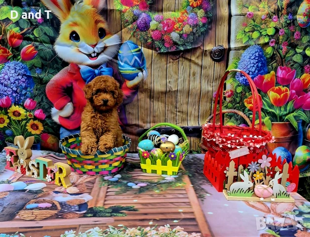 Той пудел & Мини пудел, Fci, Genetic, PL, снимка 5 - Пудели - 54209072