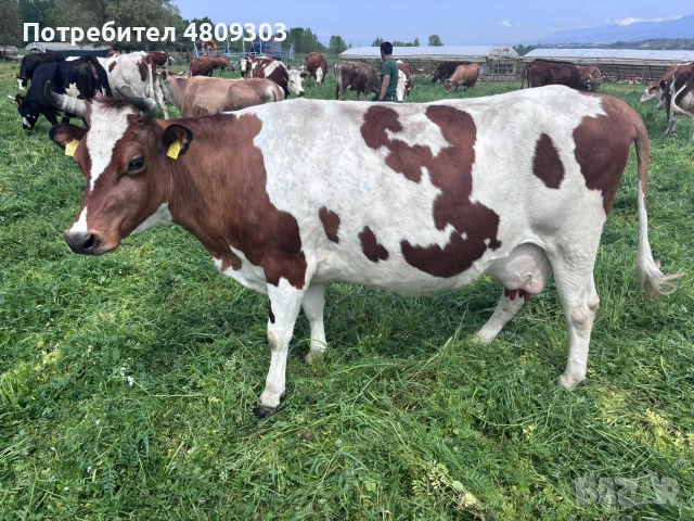 Крави.          . , снимка 12 - Крави - 55177203