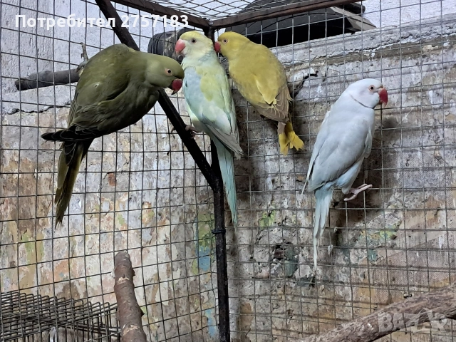 продавам малки александри, снимка 4 - Папагали - 54098521