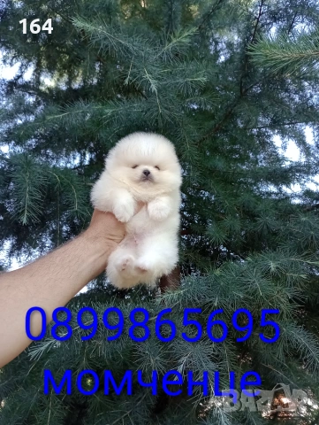 Миниатюрни бели мини Померани. , снимка 2 - Померан - 55041945