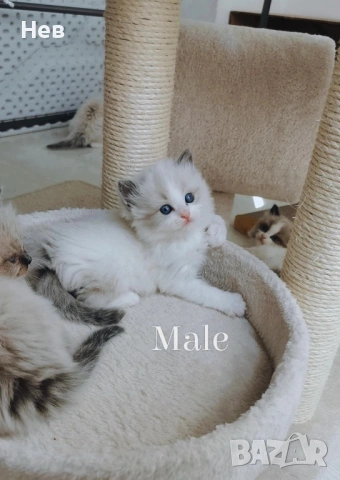 Ragdoll рагдол/регдол  котe / котета, снимка 7 - Други - 51000590