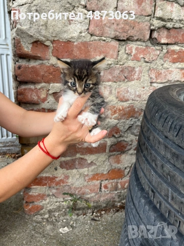 Подарявам малки котенца, снимка 2 - Други - 55125741