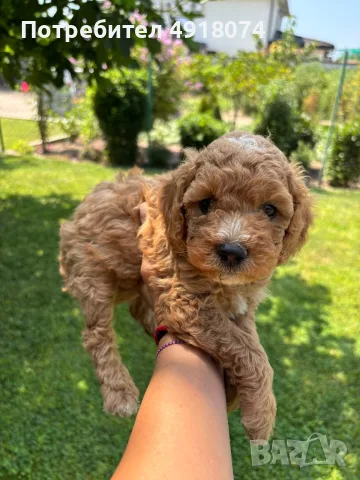 Кавапу & Cavapoo, снимка 4 - Други - 55655627