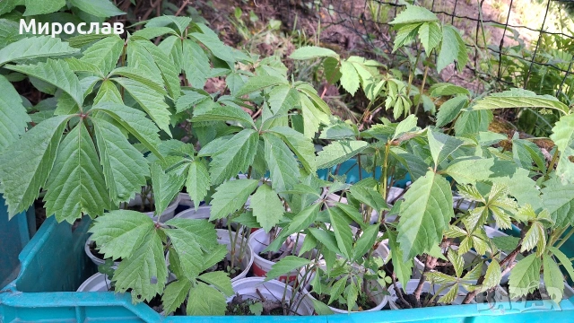 Продавам растения Дива лоза (Parthenocissus quinquefolia), снимка 4 - Градински цветя и растения - 45382708