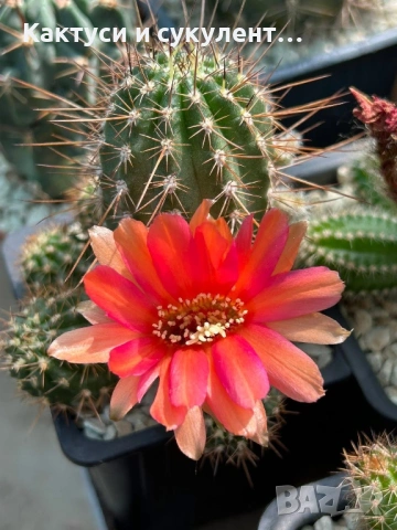 Кактус Chamaecereus hyb cv. Inca Sunset