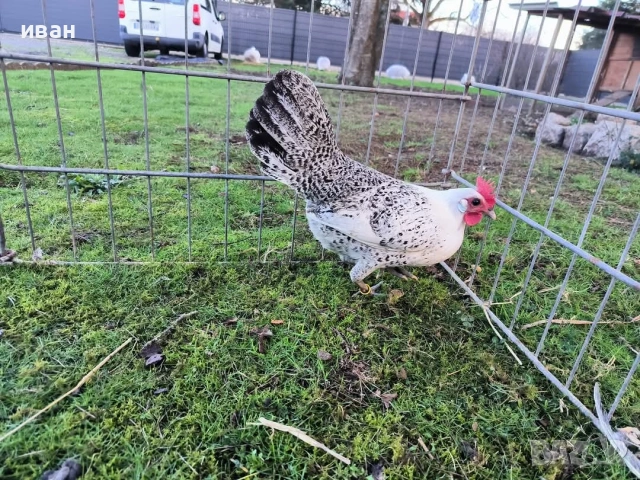 Чифт Сребърно Брезе Бантам-единствени в България, снимка 5 - други­ - 54337369