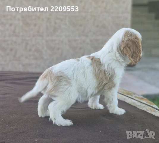 Кавалер Кинг Чарлз Шпаньол, снимка 5 - Кавалер кинг чарлз шпаньол - 54500086
