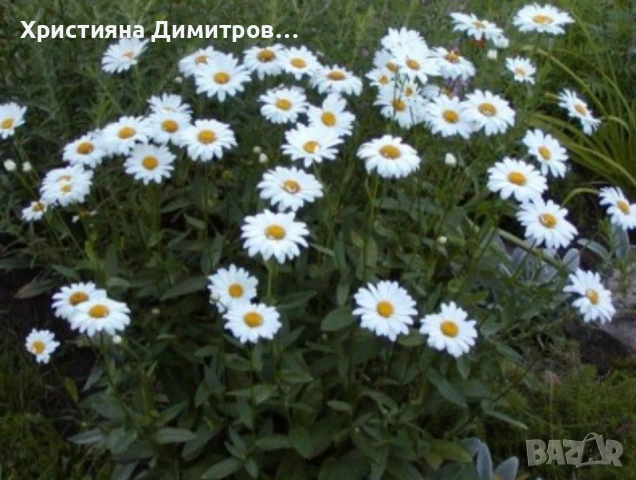 Маргаритка едра многогодишна