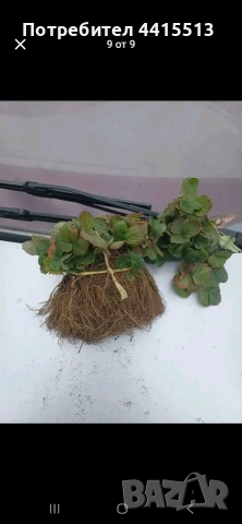 Разсад ягоди, снимка 3 - Разсади - 54014253