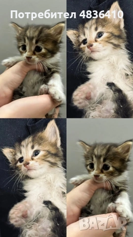 Подарявам котенца на 2 месеца, снимка 4 - Други - 54655045
