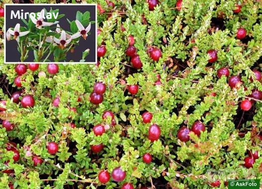 Червена Боровинка, снимка 2 - Градински цветя и растения - 54009213