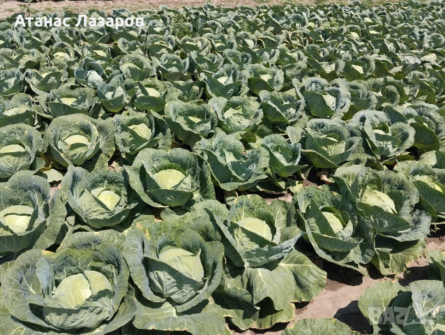 Продавам Ранно Зеле., снимка 5 - Домашни продукти - 54527656