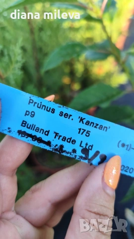 Японска Вишна Канзан, Сакура, Prunus Serrulata Kanzan, снимка 12 - Градински цветя и растения - 55161099