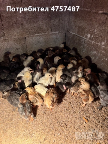 Дворни пилета. , снимка 3 - други­ - 54238742