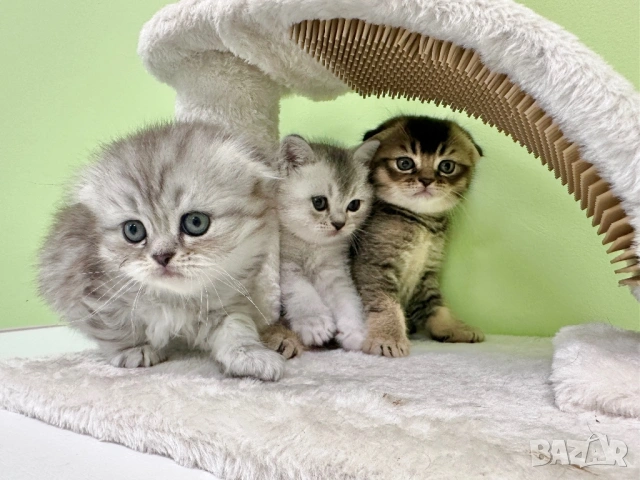🐾 Шотландски клепоухи (Scottish Fold) и британски (British Shorthair) котенца, снимка 2 - Британска късокосместа - 54681387