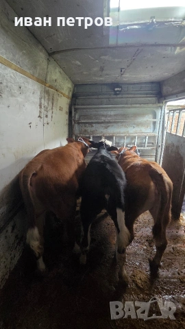 Свободни 2женски и едно мъжко!, снимка 2 - За селскостопански - 54363129