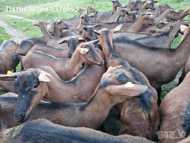 Продавам чистокръвни кози френски алпин  , снимка 4 - За селскостопански - 55360308