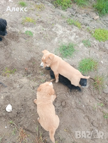 Подарявам малки кученца!