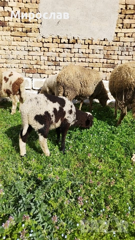 ЗАМЕНЯМ АГНЕ ЗА МЛЕЧНА КОЗА, снимка 4 - Овце - 54124431