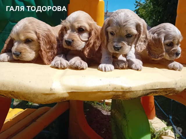 Английски кокер шпаньол