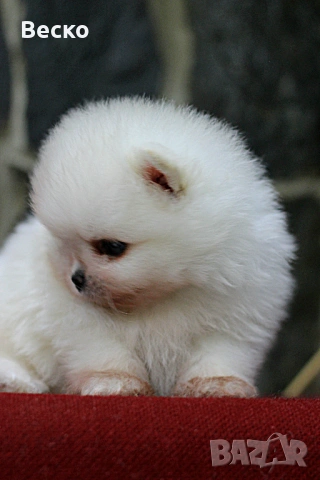Померан мини мъжко , снимка 3 - Померан - 54371873