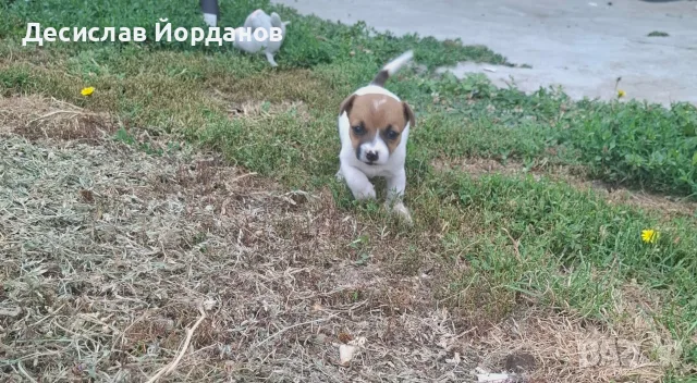 Джак Ръсел Териер , снимка 7 - Джак ръсел териер - 55165300