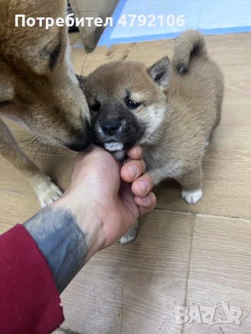 Шиба Ину Кученца, снимка 6 - Шиба ину - 54147199