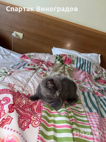 Котенок Шатланский вислоухий 4 месяца, снимка 5 - Британска късокосместа - 55392191