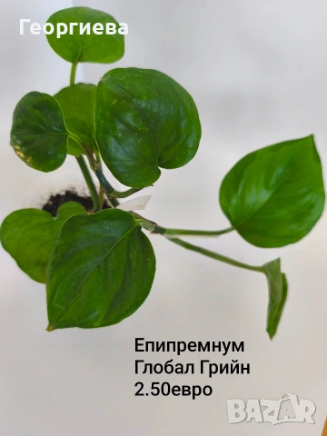 сциндапсус, епипремнум, снимка 2 - Стайни растения - 54716778