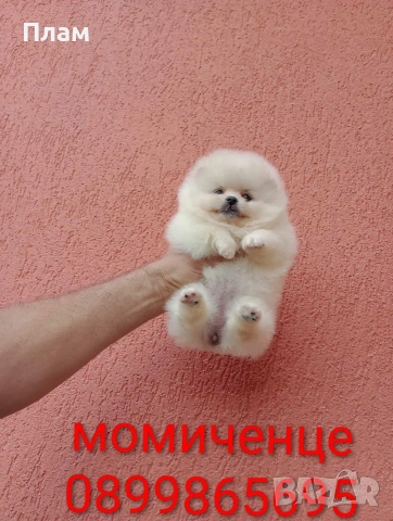 Мини момиченце и момченце. Померани. Реални снимки от 20.05.26 г., снимка 2 - Померан - 54613894
