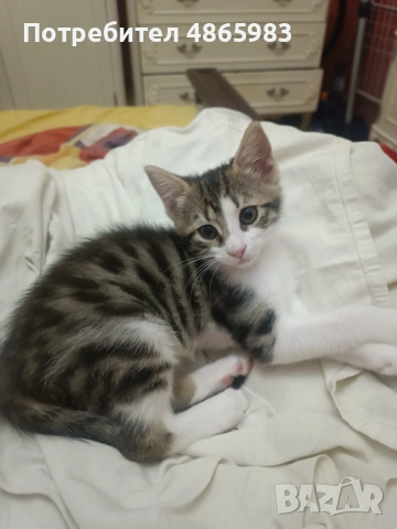 Търсим дом за две прекрасни котенца — братче и сестриче 🐾  Две невероятни котенца (едно мъжко и едн, снимка 2 - Други - 55176348