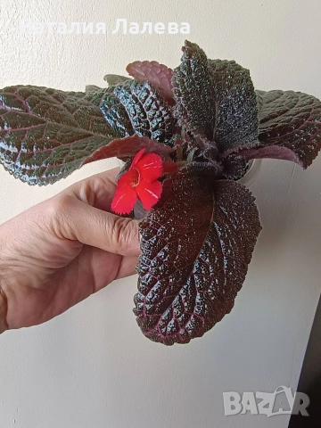 Еписция, episcia Coral glow, снимка 4 - Стайни растения - 54774056