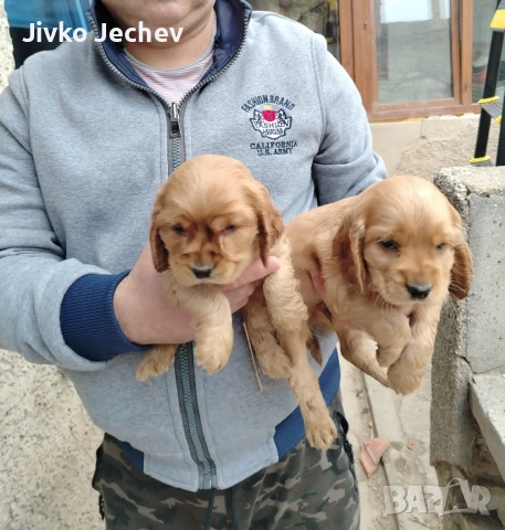 Кокер Шпаньол , снимка 6 - Кокер шпаньол - 54265817