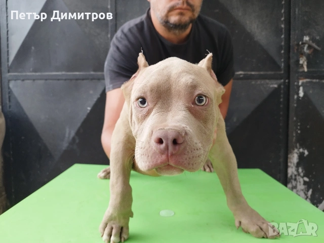 американско були покет , снимка 3 - Други - 55164796