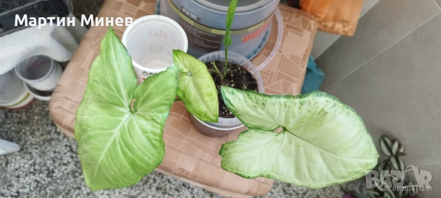 Сингониум (Syngonium) «Podophyllum» 