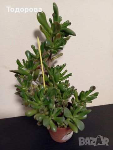 Цвете каланхое хобит