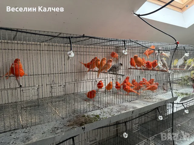Червении и къдрави канарчета, снимка 5 - Канари - 55366159