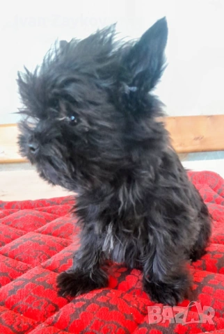 Мини черно момче йорки, снимка 3 - Йоркширски териер - 54325419