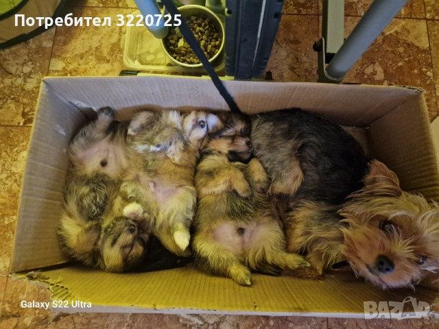 Кученца, снимка 5 - Други - 54494820
