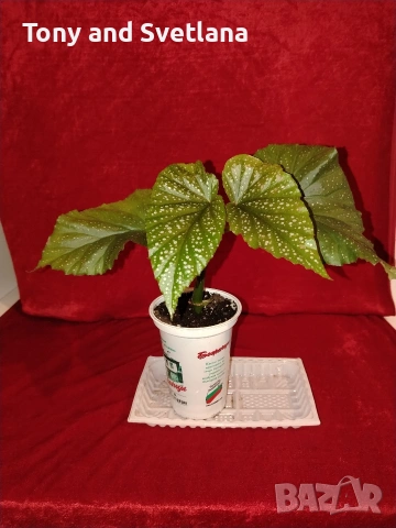 Бегонии Тамая, млади добре вкоренени растения , снимка 3 - Стайни растения - 54059283