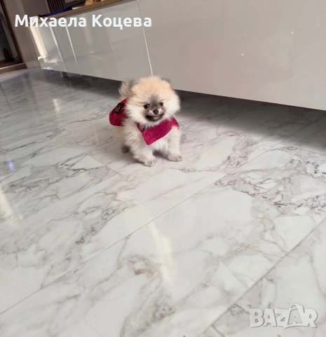 Мини померан на 3 месеца, снимка 4 - Померан - 55286931