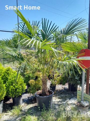 Палми Трахикарпус , Trachycarpus fortunei, снимка 2 - Градински цветя и растения - 54668092