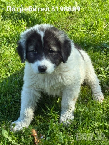 Продавам каракачанки