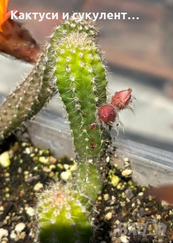Кактус Chamaecereus Hybrid оранжев , снимка 4 - Градински цветя и растения - 54807490