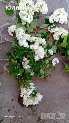 Хортензия , розова ,бяла ,синя , снимка 4 - Разсади - 53745083