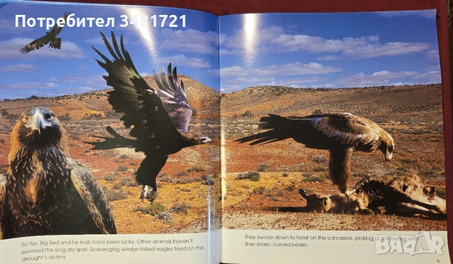 Кенгурото. Фото-разказ / Living With the Mob, снимка 3 - Енциклопедии, справочници - 54167813