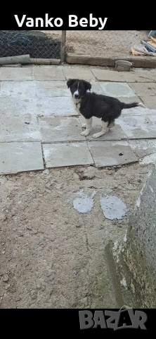 Продават се две каракачански кучета на 3 месеца мъжко и женско , снимка 4 - Каракачанска овчарка - 54226750