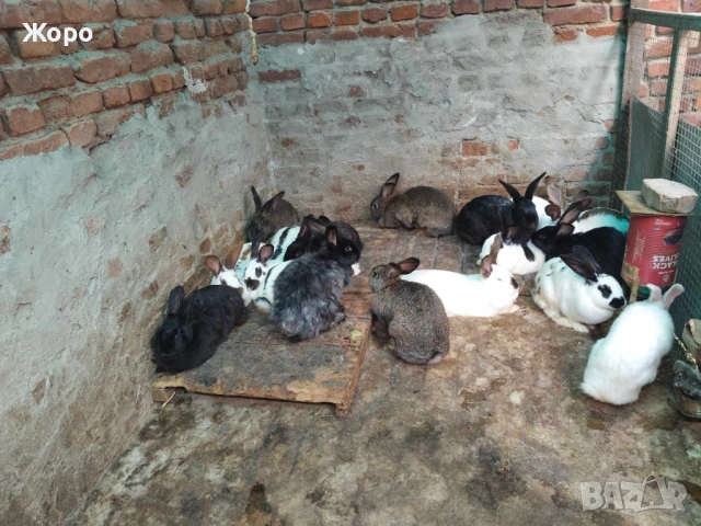 Зайци за разплод, снимка 2 - Други животни - 54756333