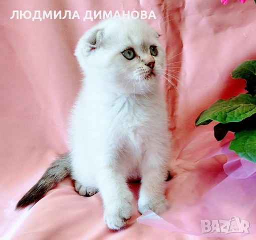 Шотландско мъжко Скоттиш Фолд , снимка 8 - Британска късокосместа - 54665341